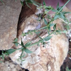 Galium munzii