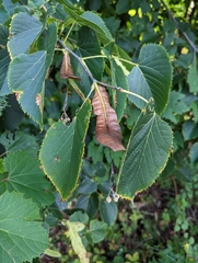 Tilia americana