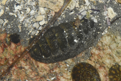 Polyplacophora