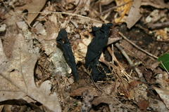 Craterellus fallax