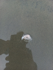 Hysteroconcha