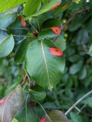 Gymnosporangium sabinae