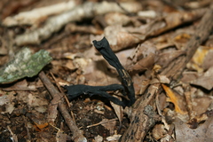 Craterellus fallax