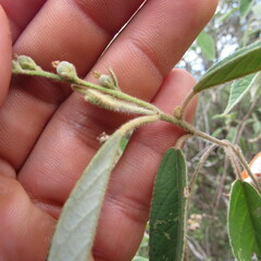 Croton