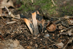Craterellus fallax