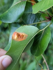 Gymnosporangium sabinae