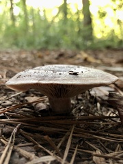 Lactarius paradoxus
