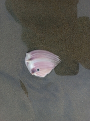 Hysteroconcha lupanaria