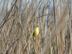 Pseudocolopteryx flaviventris