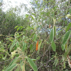 Croton
