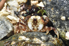 Hemigrapsus nudus