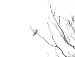 Chrysococcyx basalis