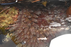 Urticina clandestina