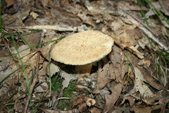 Gyroporus cyanescens