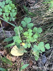 Oxalis