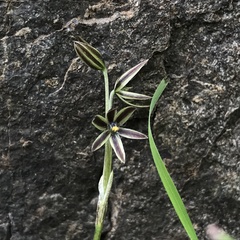 Miersia tenuiseta