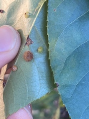 Caryomyia