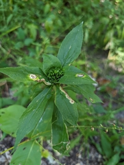 Nemorimyza posticata