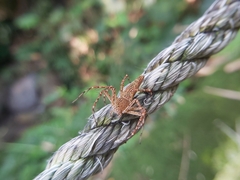 Hamadruas hieroglyphica