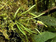 Diodonopsis erinacea, photograph (c) Kai Squires, some rights reserved (CC BY)