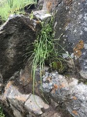 Miersia tenuiseta