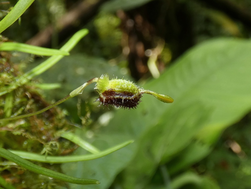 Diodonopsis erinacea