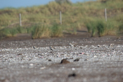 Charadrius falklandicus