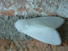 Spilosoma congrua