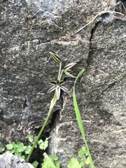 Miersia tenuiseta