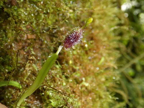 Diodonopsis erinacea, photograph 2