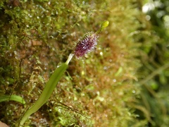 Diodonopsis erinacea, photograph (c) Kai Squires, some rights reserved (CC BY)