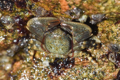 Porcellanidae