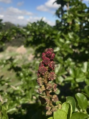 Anisomeria littoralis