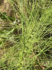Equisetum