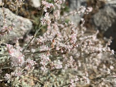 Eriogonum wrightii