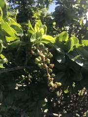 Anisomeria littoralis