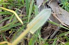 Caladenia tentaculata