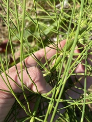 Equisetum