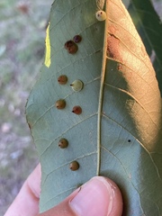 Caryomyia sanguinolenta