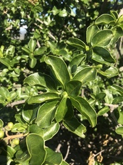 Anisomeria littoralis