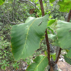 Curatella americana
