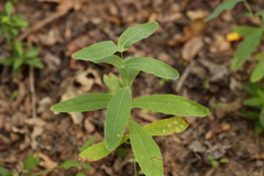 Hypericum virginicum