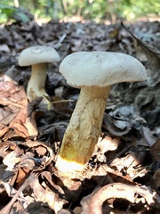 Retiboletus griseus