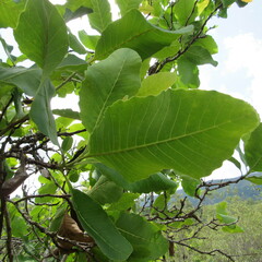 Curatella americana
