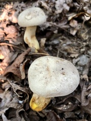 Retiboletus griseus