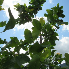 Curatella americana