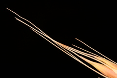 Saccharum brevibarbe