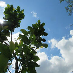 Curatella americana