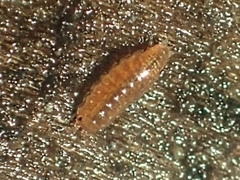Hyloniscus riparius