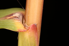 Saccharum brevibarbe